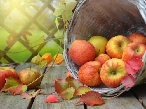 Historia jabłek i jak zmieniły świat
