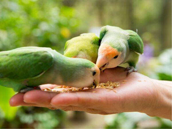 Słodki przysmak dla ptaków: jak zapewnić im pyszne posiłki i spektakularne widowisko
